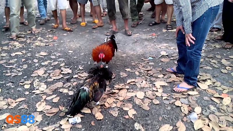 Đá Gà Cựa Sắt - Trải nghiệm tại QS88 có điểm gì đáng chú ý?