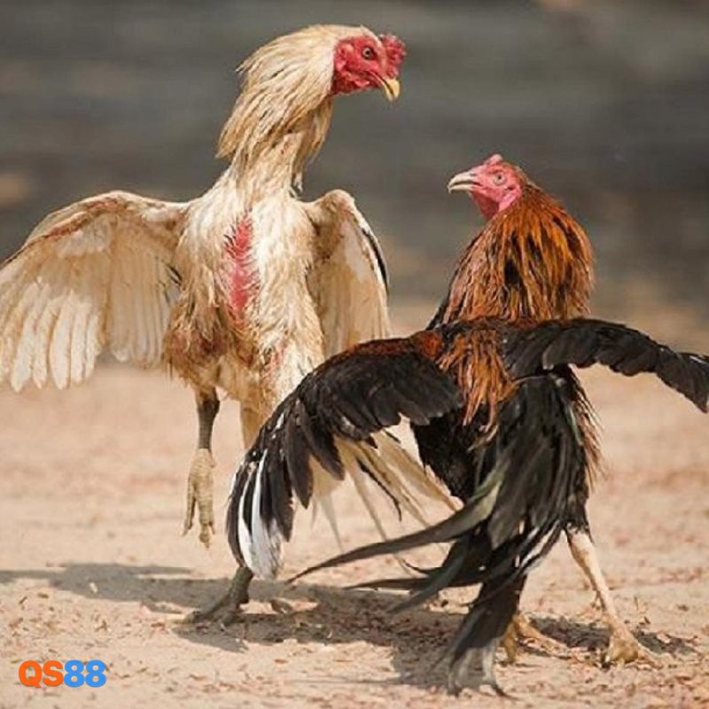 Đá Gà QS88 - Cách theo dõi trận đấu hiệu quả